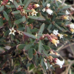 Acrothamnus hookeri at Cotter River, ACT - 12 Oct 2022