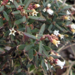 Acrothamnus hookeri at Cotter River, ACT - 12 Oct 2022 12:00 PM