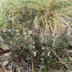 Acrothamnus hookeri at Cotter River, ACT - 12 Oct 2022 12:00 PM