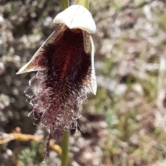 Calochilus platychilus (Purple Beard Orchid) at Bruce, ACT - 16 Oct 2022 by Jo