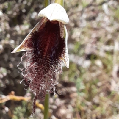 Calochilus platychilus (Purple Beard Orchid) at Black Mountain - 16 Oct 2022 by Jo