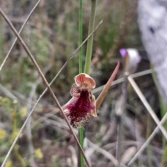 Calochilus platychilus at Bruce, ACT - suppressed