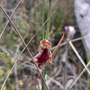 Calochilus platychilus at Bruce, ACT - 16 Oct 2022