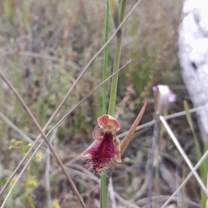 Calochilus platychilus at Bruce, ACT - 16 Oct 2022