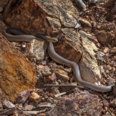 Pseudonaja textilis (Eastern Brown Snake) at Aranda Bushland - 16 Oct 2022 by Boagshoags