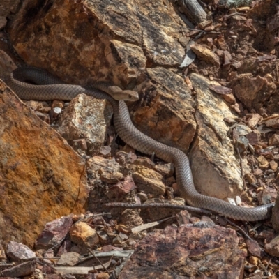 Pseudonaja textilis (Eastern Brown Snake) at Aranda, ACT - 16 Oct 2022 by Boagshoags