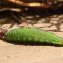 Heteronympha merope at Hackett, ACT - suppressed