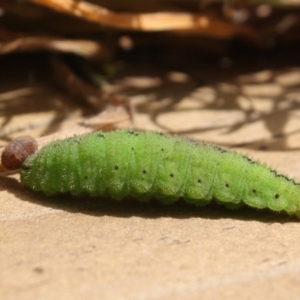 Heteronympha merope at Hackett, ACT - suppressed