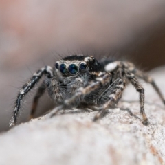 Jotus frosti (Frost's jumping spider) at Cotter River, ACT - 14 Oct 2022 by patrickcox