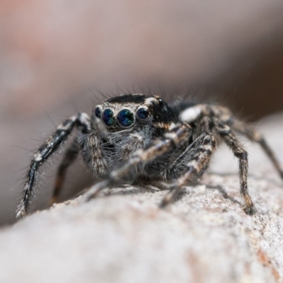 Jotus frosti (Frost's jumping spider) at Lower Cotter Catchment - 14 Oct 2022 by patrickcox