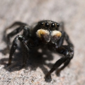 Salticidae sp. 'Golden palps' at Cotter River, ACT - 15 Oct 2022