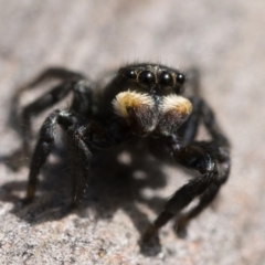 Salticidae sp. 'Golden palps' (Unidentified jumping spider) at Lower Cotter Catchment - 14 Oct 2022 by patrickcox