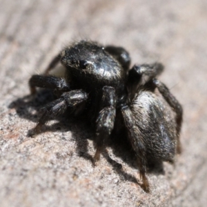 Salticidae sp. 'Golden palps' at Cotter River, ACT - 15 Oct 2022