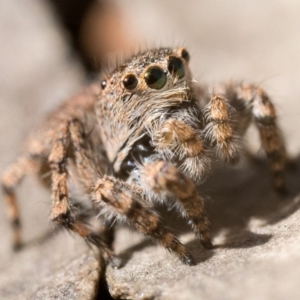 Euophryinae sp. (Rockhopper) undescribed at Cotter River, ACT - 15 Oct 2022 10:00 AM