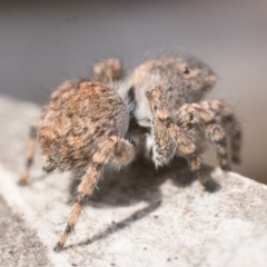 Euophryinae sp. (Rockhopper) undescribed at Cotter River, ACT - 15 Oct 2022 10:00 AM