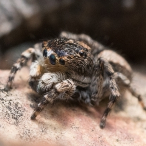 Euophryinae sp. (Rockhopper) undescribed at Cotter River, ACT - 15 Oct 2022 10:00 AM