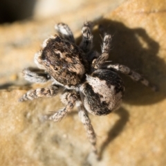 Euophryinae sp. (Rockhopper) undescribed at Cotter River, ACT - 15 Oct 2022 10:00 AM