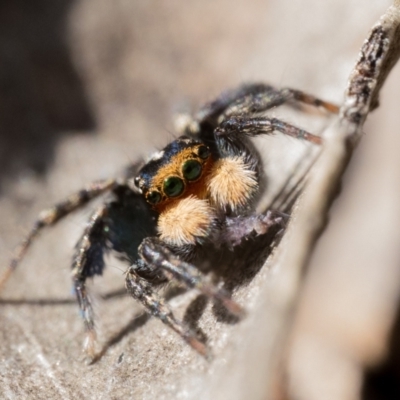 Euophryinae sp.(Undescribed) (subfamily) (A jumping spider) at Cotter River, ACT - 15 Oct 2022 by patrickcox