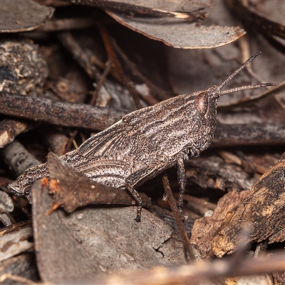 Unidentified Grasshopper, Cricket or Katydid (Orthoptera) at Hackett, ACT - 16 Oct 2022 by Boagshoags