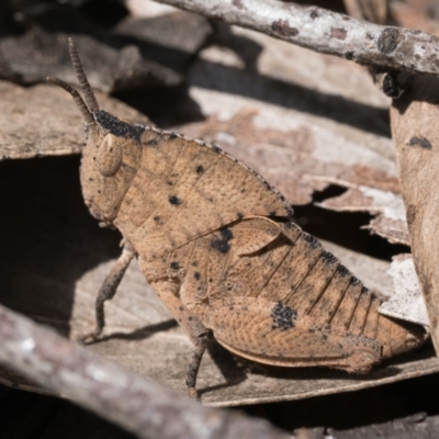Goniaea australasiae (Gumleaf grasshopper) at Lower Cotter Catchment - 14 Oct 2022 by patrickcox