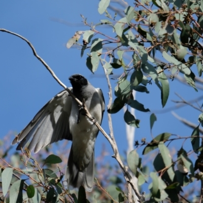 Coracina novaehollandiae (Black-faced Cuckooshrike) at Bruce, ACT - 16 Oct 2022 by KaleenBruce