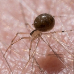 Theridiidae (family) (Comb-footed spider) at Lower Cotter Catchment - 15 Oct 2022 by patrickcox