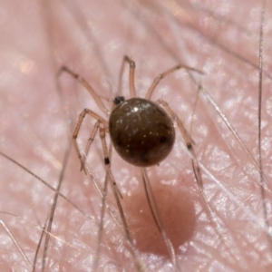 Theridiidae (family) at Cotter River, ACT - 15 Oct 2022