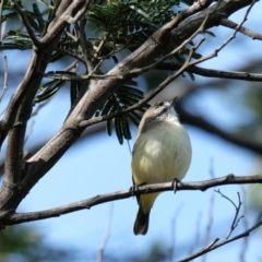 Acanthiza chrysorrhoa (Yellow-rumped Thornbill) at Bruce Ridge to Gossan Hill - 16 Oct 2022 by KaleenBruce