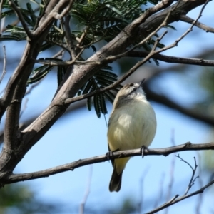 Acanthiza chrysorrhoa at Bruce, ACT - 16 Oct 2022