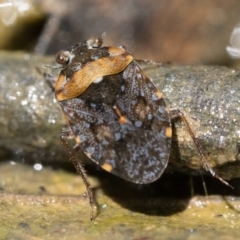 Nerthra sp. (genus) (Toad Bug) at Lower Cotter Catchment - 15 Oct 2022 by patrickcox