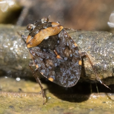Nerthra sp. (genus) (Toad Bug) at Lower Cotter Catchment - 15 Oct 2022 by patrickcox