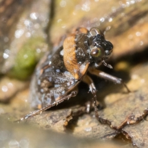 Nerthra sp. (genus) at Cotter River, ACT - 15 Oct 2022