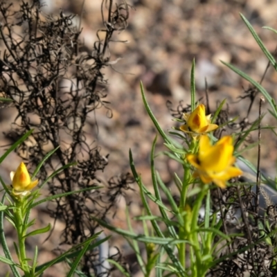 Xerochrysum viscosum (Sticky Everlasting) at Bruce, ACT - 16 Oct 2022 by KaleenBruce