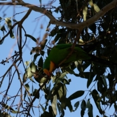 Polytelis swainsonii (Superb Parrot) at Bruce, ACT - 16 Oct 2022 by KaleenBruce