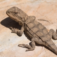 Rankinia diemensis (Mountain Dragon) at Lower Cotter Catchment - 15 Oct 2022 by patrickcox