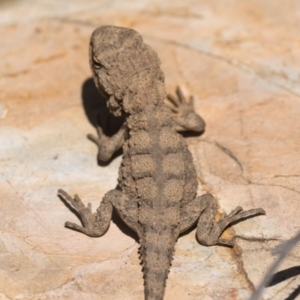 Rankinia diemensis at Cotter River, ACT - 15 Oct 2022 12:00 PM