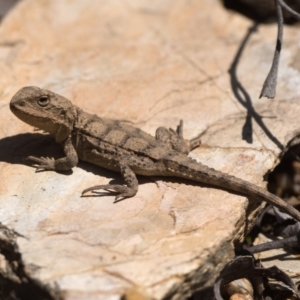 Rankinia diemensis at Cotter River, ACT - 15 Oct 2022 12:00 PM