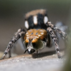 Maratus plumosus (Plumed Peacock Spider) at Coree, ACT - 15 Oct 2022 by patrickcox