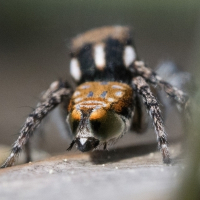 Maratus plumosus (Plumed Peacock Spider) at Sherwood Forest - 15 Oct 2022 by patrickcox