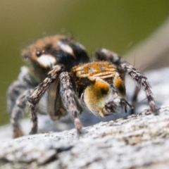 Maratus plumosus at Coree, ACT - 15 Oct 2022