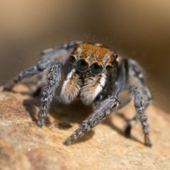 Maratus plumosus at Coree, ACT - 15 Oct 2022