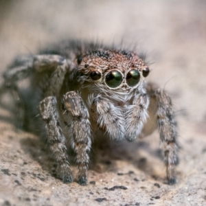 Maratus plumosus at Coree, ACT - 15 Oct 2022