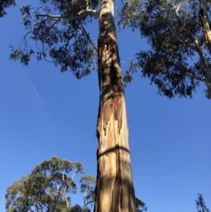 Callocephalon fimbriatum at Red Hill, ACT - suppressed