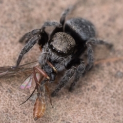 Maratus calcitrans (Kicking peacock spider) at Black Mountain - 16 Oct 2022 by patrickcox