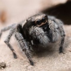 Maratus calcitrans at Acton, ACT - suppressed