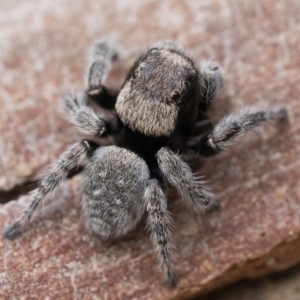 Maratus calcitrans at Acton, ACT - suppressed