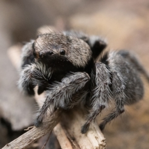 Maratus calcitrans at Acton, ACT - 16 Oct 2022