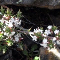 Leucopogon attenuatus (Small-leaved Beard Heath) at Booth, ACT - 11 Oct 2022 by sangio7