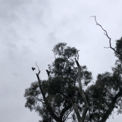 Callocephalon fimbriatum (Gang-gang Cockatoo) at Garran, ACT - 8 Oct 2022 by WhiteCockatoo