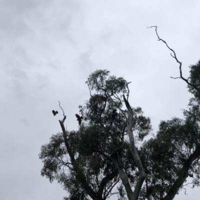 Callocephalon fimbriatum (Gang-gang Cockatoo) at Garran, ACT - 8 Oct 2022 by WhiteCockatoo